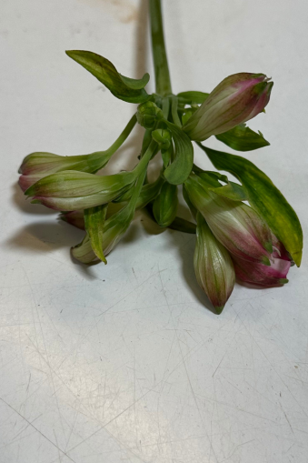 DIY Blumenstrauß Anleitung mit Calla, Nelken und Gräsern – moderner Floristik Strauß