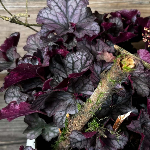 Heuchera.jpg