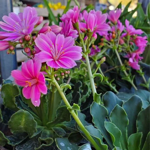 Lewisia-Pflanze-.jpg