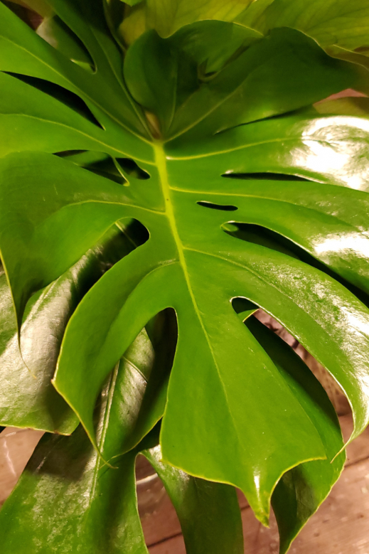 pflegetipps-Monstera-Pflanze.png